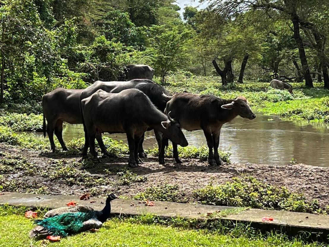 Mount Meru Game Lodge Аруша Экстерьер фото